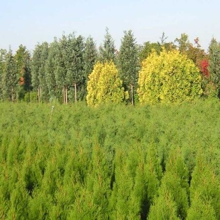 Baumschule - Referenzen